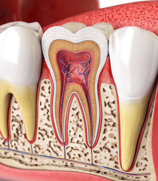 Facts - Endodontics in Irving, TX